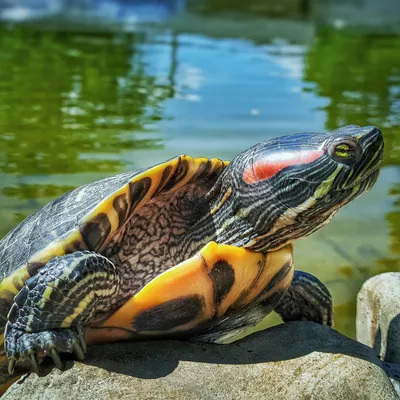 Акватеррариум для красноухой черепахи - советы по выбору от Laguna