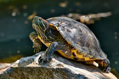 Красноухая черепаха выпрыгивает из …» — создано в Шедевруме