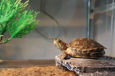 Красноухая черепаха содержание в домашних условиях | Животный мир дома |  Дзен