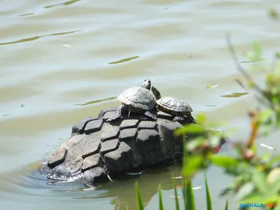Красноухая черепаха картинки фотографии