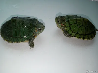 Красноухая черепаха: вот так долгожитель!