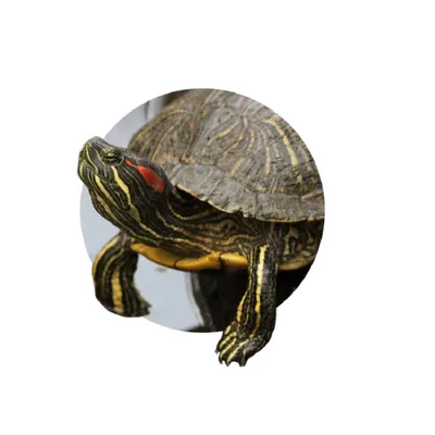Черепаха красноухая или желтобрюхая (Trachemys scripta) | Aquarium-Style