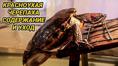 Красноухая черепаха / Trachemys scripta - «Симпатичная зверюга, но много  грязи и шума» | отзывы