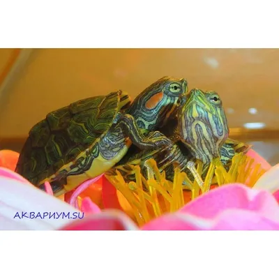 В Харьковский приют для животных поступила красноухая черепаха