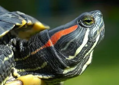 Красноухая черепаха — Trachemys scripta elegans. Экспозиция Экспозиция  \"Экзотариум\". Сахалинский зооботанический парк.