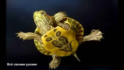 Черепаху-иностранку с поврежденной лапой спасают в Хабаровске (ФОТО) —  Новости Хабаровска