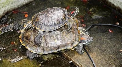 Фото-битва: Красноухая черепаха.