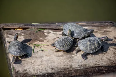 Одичавшие домашние черепахи захватывают Евразию с двух сторон