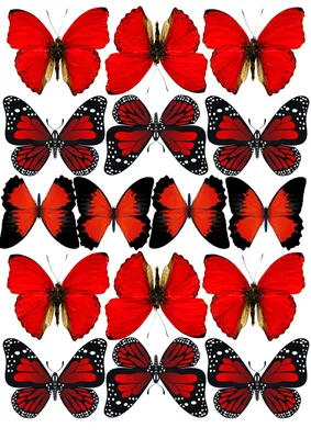 красные бабочки | Butterfly printable, Butterfly art painting, Butterfly art