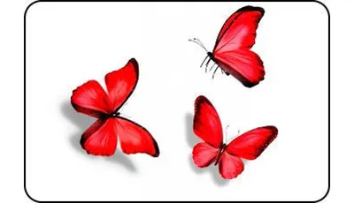 Векторный рисунок яркая красная бабочка павлиний глаз Stock Vector | Adobe  Stock