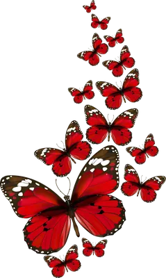 красные бабочки, красная бабочка, бабочка, красный png | PNGWing