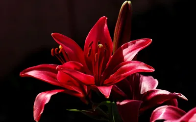 Красный цветок на черном фоне Обои для рабочего стола 1920x1200 | Цветок,  Красивые цветы, Цветы