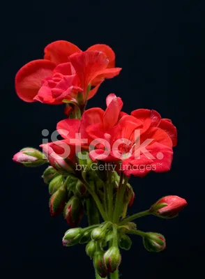 Фото обои цветы на черном фоне 184x254 см Красные маки (11763P4A)+клей  купить по цене 850,00 грн
