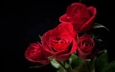 Красные Розы На Черном Фоне — стоковые фотографии и другие картинки Роза -  Роза, Без людей, Женственность - iStock