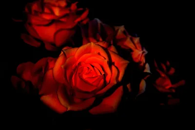 Обои для рабочего стола Розы красная Цветы Черный фон Крупным планом