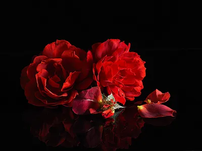 Весна, Красные, Цветы - обои на рабочий стол | Скачать Бесплатно изображения