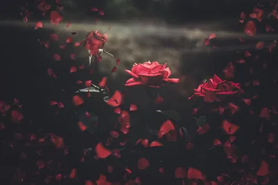 Обои для рабочего стола Розы Двое Красный лепестков Цветы на черном