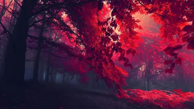 Обои на рабочий стол Осень окрашивает лес в красный цвет, обои для рабочего  стола, скачать обои, обои бесплатно