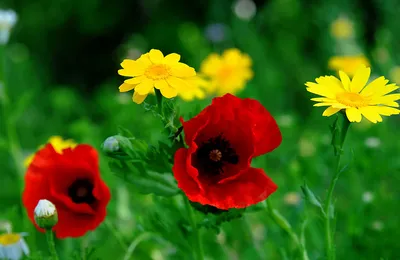 Флизелиновые фото обои красивые цветы 416x254 см красные маки  (11763VEXXXL)+клей по цене 2000,00 грн