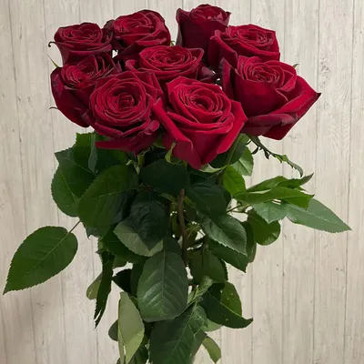 Красные розы 9 шт. купить за 1440 руб. в Пензе с доставкой