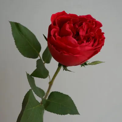 Красные розы в черной коробке - заказать с доставкой в Омске