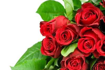 Красные розы (Эквадор), сорт \"Эксплорер\" - магазин \"Свежие розы Пермь\"