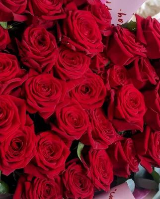 Купить шикарные красные розы Эксплорер в СПб ✿ Оптовая цветочная компания  СПУТНИК