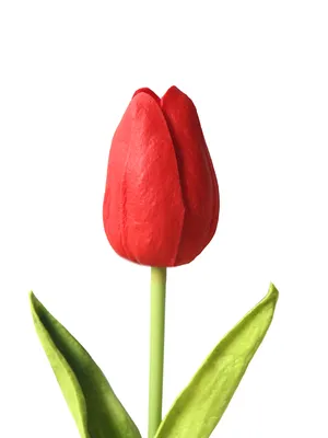 Цветок рождественская звезда (пуансеттия): уход в домашних условиях, фото,  сорта, пересадка, болезни цветка