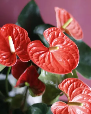 Пуансеттия - рождественский цветок из Мексики - БЛОГ О МЕКСИКЕ