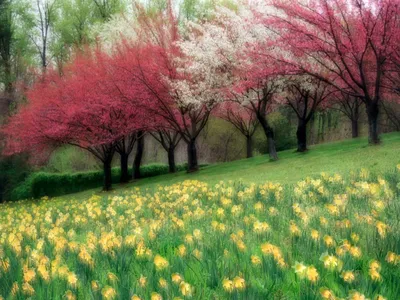 Нежная красота. Какие краснокнижные цветы распускаются весной в Воронежской  области