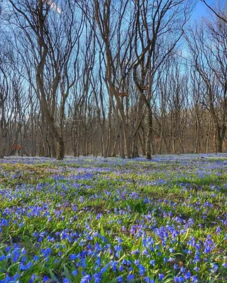 Время весны: красота природы, на которую можно смотреть вечно