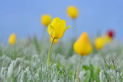 Красоты майского Новороссийска — цветы поздней весны