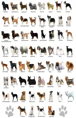 Собаки-гиганты: самые крупные породы - Русская семерка