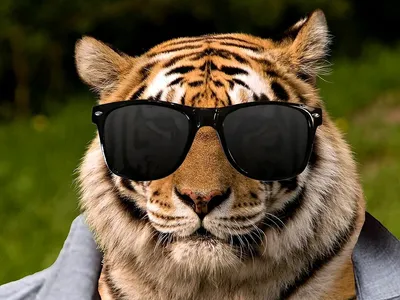 крутой кот в темных очках на пляже, краска, солнечные очки, животное фон  картинки и Фото для бесплатной загрузки