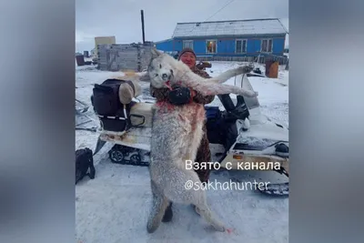 Волки: \"Будь волком, или умри как собака» — создано в Шедевруме