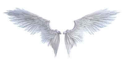 ангельские крылья в 3d потрясающее белое оперение на белом фоне, крылья  ангела, крылья птицы, крылья фон картинки и Фото для бесплатной загрузки