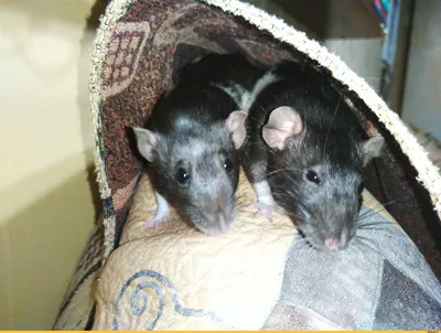 Крыса дамбо: Милые грызуны, против которых выступают некоторые крысоводы.  Почему? | Книга животных | Дзен
