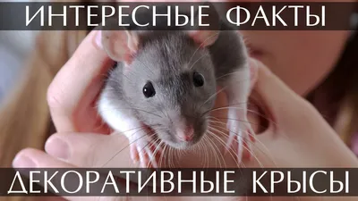 Обложка для паспорта прикол \"Ля ты крыса\" купить по цене 133 ₽ в  интернет-магазине KazanExpress