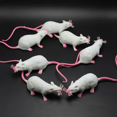 Декоративные Крысы - интересные факты - YouTube