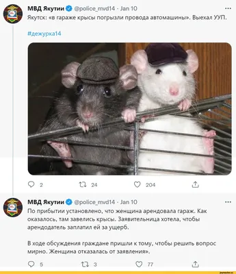 Кружка Мем, крысы смотрят на третию прикол | AliExpress
