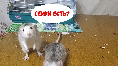 Кружка Я крыса, мем, прикол | AliExpress