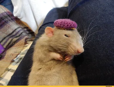 Сегодня международный день крыс, и мы собрали любимые мемы. Отмечайте  подруг в комментах! | Instagram