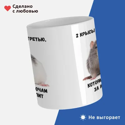 Каждому Своё Animals Крысы | Мыши | Грызуны | прикол