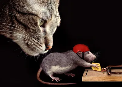 Смешная крыса» — создано в Шедевруме