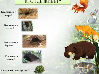 Презентация для дошкольников дикие животные леса кто где живет