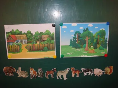 Набор из 40 мини-карточек \"Дикие животные с фактами\" Мини-карточки 40  шт./набор с фактами Раннее развитие