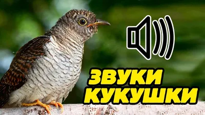 КУКУШКА | это... Что такое КУКУШКА?