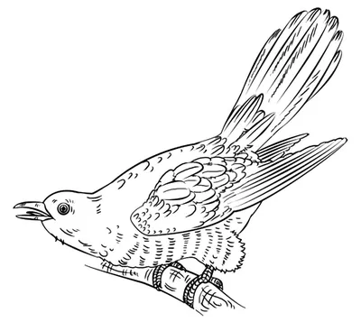 Весенняя перекличка-2020» – обыкновенная кукушка - Атлас птиц Уфы
