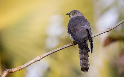 Кукушка - спасительница дубов. | BirdWatch.by