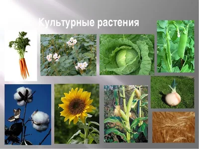 Культурные растения Беларуси